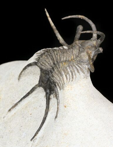 Alien Looking Ceratarges Trilobite #44513